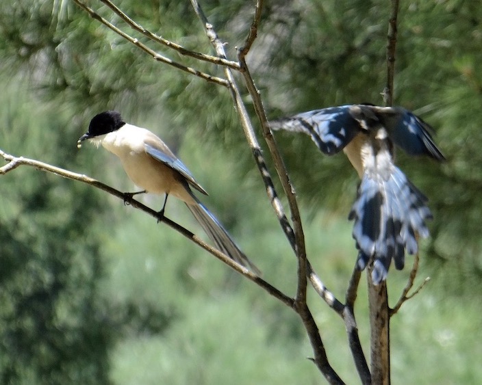 azure-winged magpie
